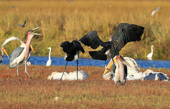 Marabou stork Liuwa Plain NP