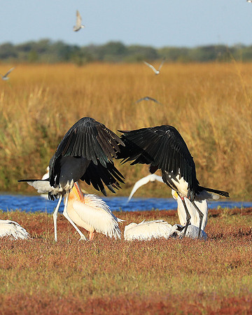 Marabou stork Liuwa Plain NP