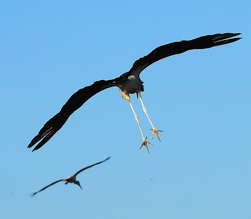 Marabou stork Liuwa Plain NP