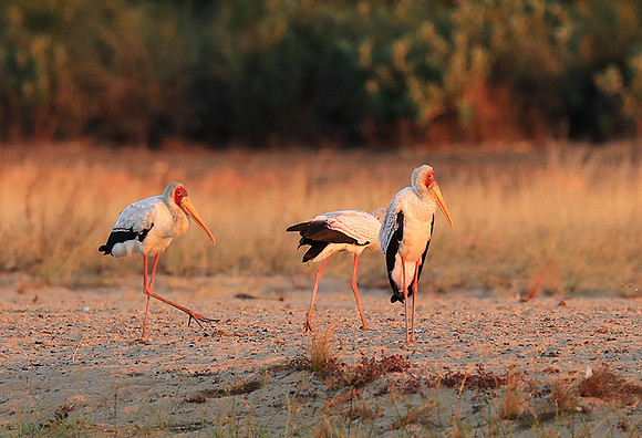 Yellow-billed stork - Lower Zambezi