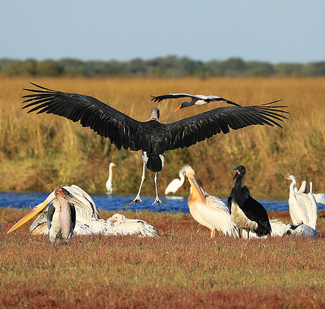 Marabou stork Liuwa Plain NP