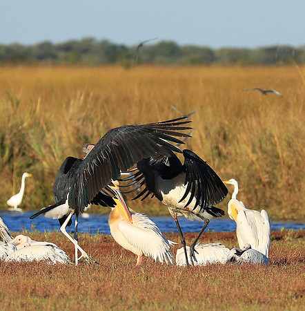Marabou stork Liuwa Plain NP