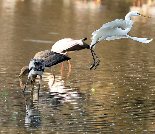Yellow-billed storks - South Luangwa
