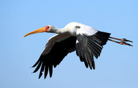 Yellow-billed stork - Lower Zambezi