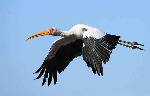 Yellow-billed stork - Lower Zambezi