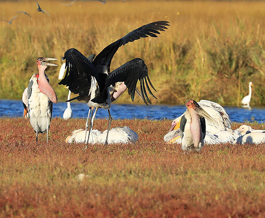 Marabou stork Liuwa Plain NP