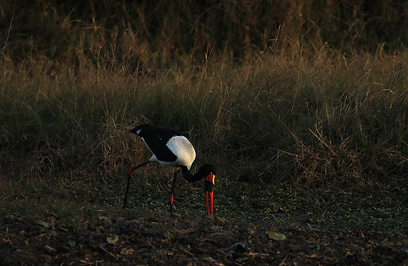 Saddle-billed stork - Liuwa Plain