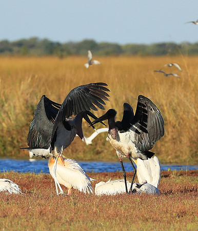 Marabou stork Liuwa Plain NP