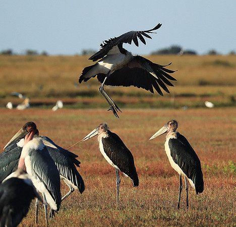 Marabou stork Liuwa Plain NP