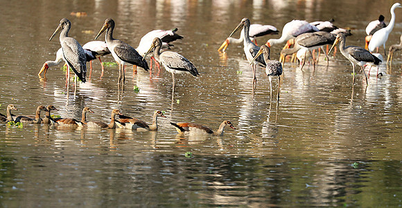 Yellow-billed storks - South Luangwa