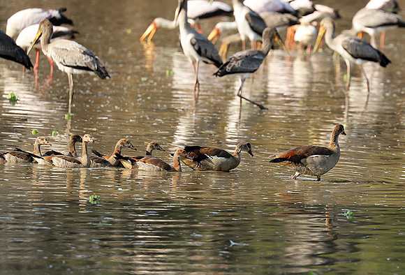 Yellow-billed storks - South Luangwa
