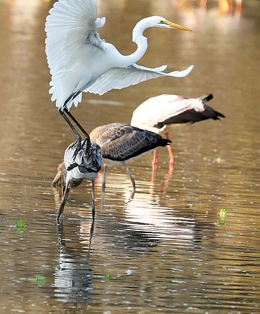 Yellow-billed storks - South Luangwa