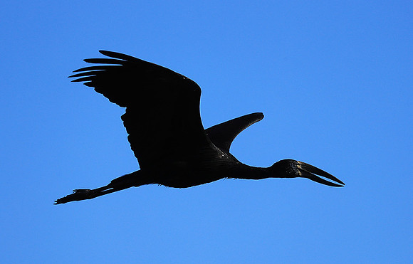 Open-billed stork - Kafue NP