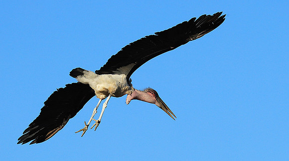 Marabou stork Liuwa Plain NP