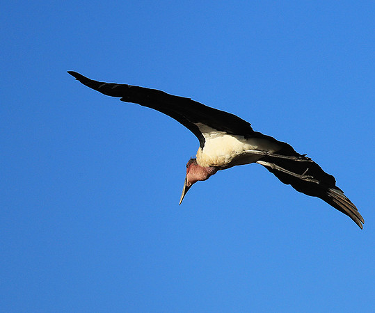 Marabou stork Liuwa Plain NP
