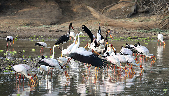 Yellow-billed storks - South Luangwa