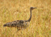 Black-bellied korhaan - (outarde) - Matusadona NP