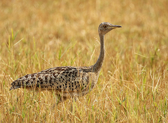 Black-bellied korhaan - (outarde) - Matusadona NP