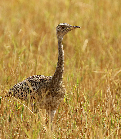 Black-bellied korhaan - (outarde) - Matusadona NP