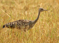 Black-bellied korhaan - (outarde) - Matusadona NP