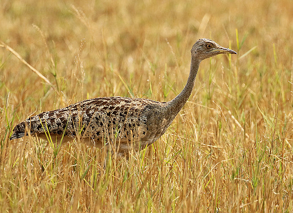 Black-bellied korhaan - (outarde) - Matusadona NP