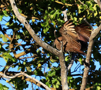 Kafue National Park