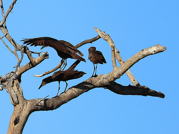 Kafue National Park