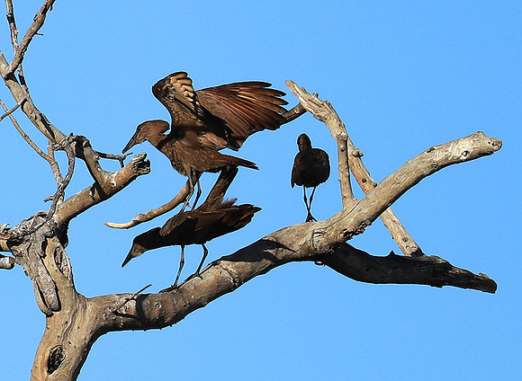 Kafue National Park