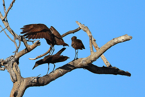 Kafue National Park