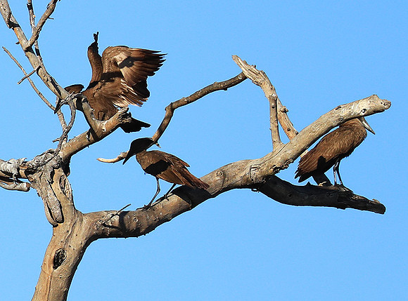 Kafue National Park