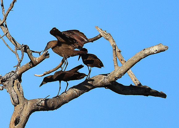 Kafue National Park