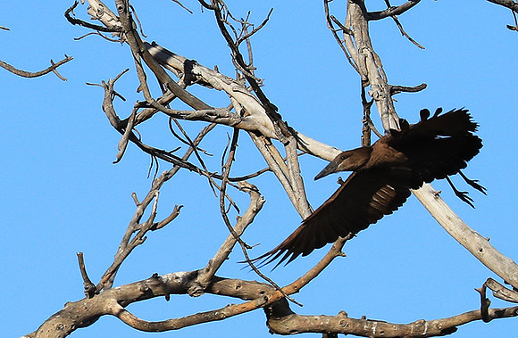 Kafue National Park