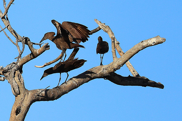Kafue National Park