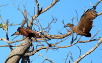 Kafue National Park
