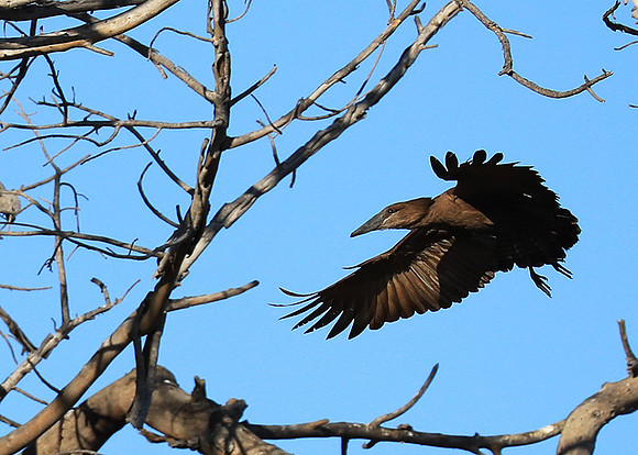 Kafue National Park