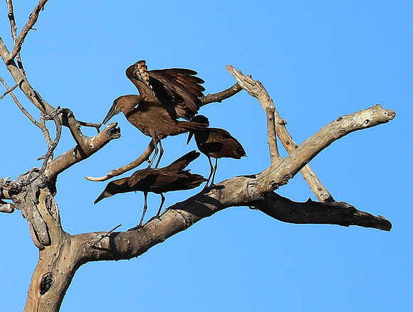 Kafue National Park