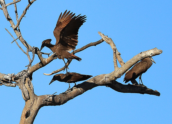 Kafue National Park