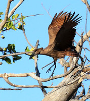 Kafue National Park