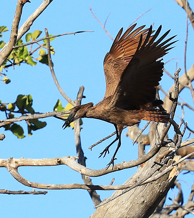 Kafue National Park
