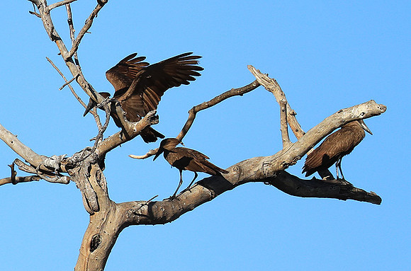 Kafue National Park