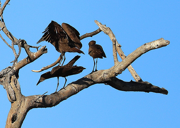 Kafue National Park