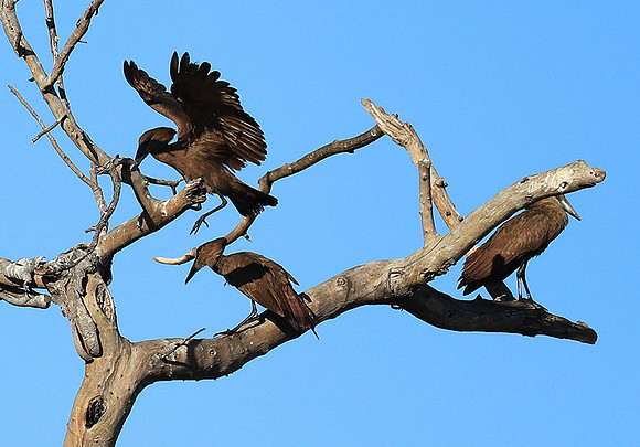 Kafue National Park