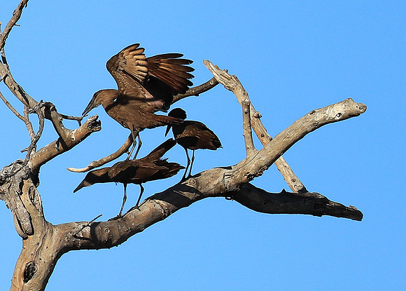 Kafue National Park