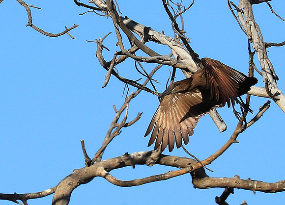 Kafue National Park