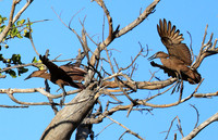 Kafue National Park