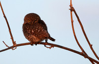 Pearl spotted owlet - Hwange NP
