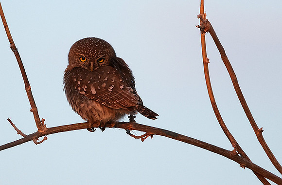 Pearl spotted owlet - Hwange NP
