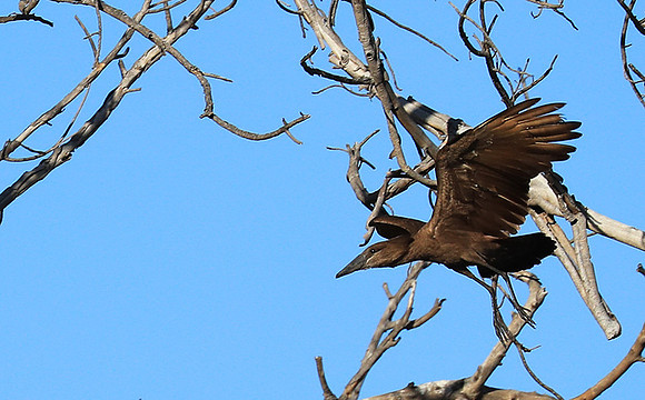 Kafue National Park