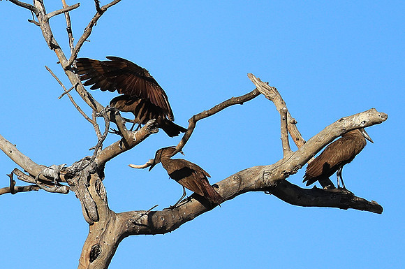 Kafue National Park