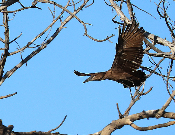 Kafue National Park